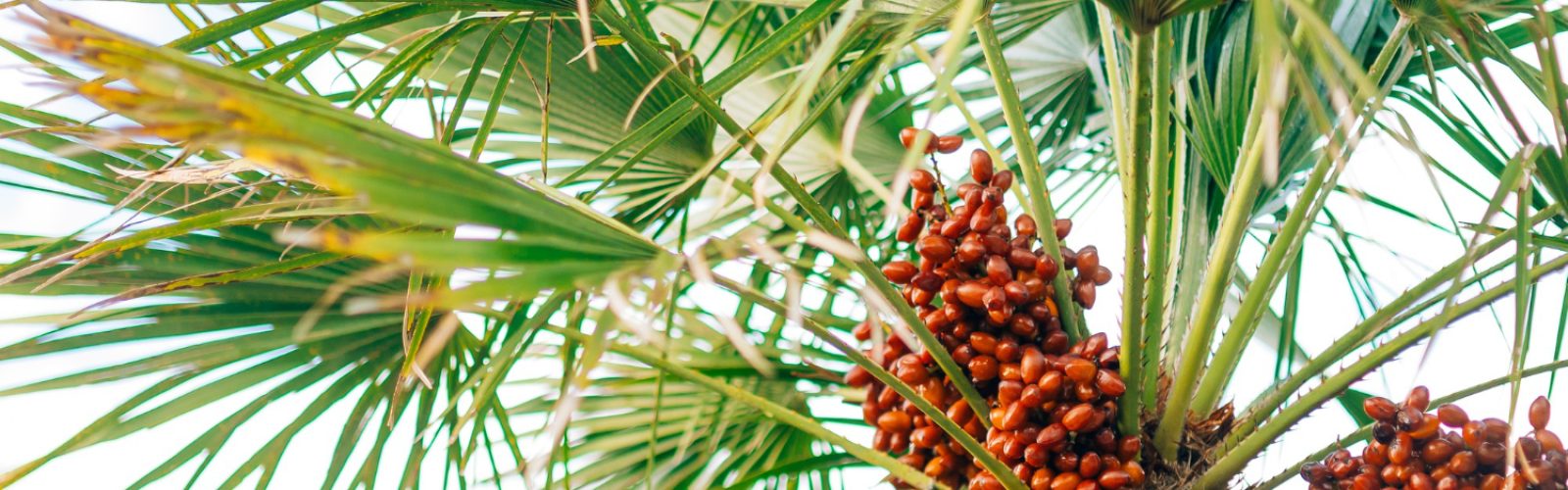 date-palm